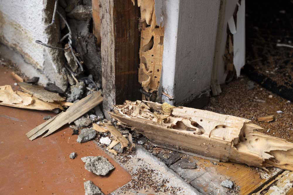 Traitement-termites Traitement-termites