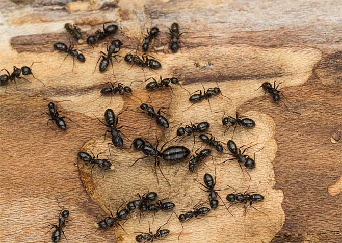 fourmis fourmis