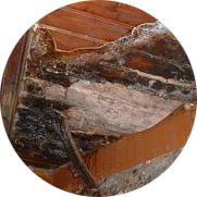 miniature-2 miniature merules