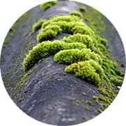 miniature-3a miniature mousse