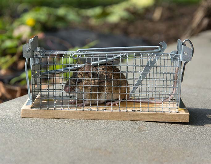 piege-rat piege rat